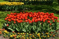 Tulpenblüte im Keukenhof
