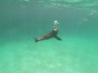 Schnorcheln vor der Isla Lobos