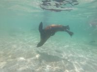 Schnorcheln vor der Isla Lobos