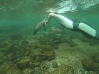 Schnorcheln mit den Seelöwen von Mosquera Island