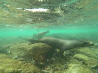 Schnorcheln mit den Seelöwen von Mosquera Island