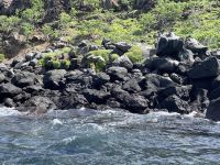 Bootstour vor North Seymour Island