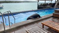 Seelöwe im Hotel Isla Sol