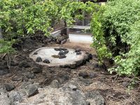 Charles Darwin Station - Isla Santa Cruz