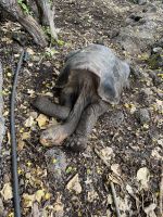 Charles Darwin Station - Isla Santa Cruz