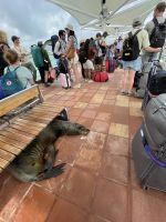 Am Hafen von Isla Santa Cruz