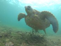 Schnorcheln vor der Insel Isla Isabela