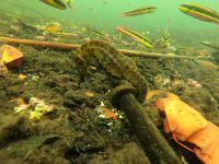 Schnorcheln vor der Insel Isla Isabela