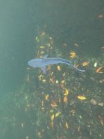 Schnorcheln vor der Insel Isla Isabela