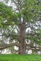 Radreise an die Loire im Mai 2023 - uralte Zeder in Tours