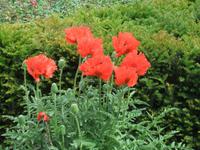 Roter Mohn