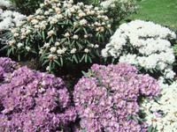 Im Rhododendronpark