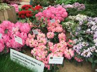 Rhododendronstauden