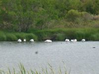 Sogar Flamingos sehen wir auf unserem ersten Spaziergang.