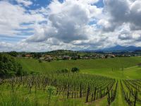 Weinberge von Slovenske Konjice.jpg