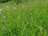 Wiese voll mit Blumen.jpg