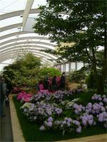 Rhodos in der Blumenhalle