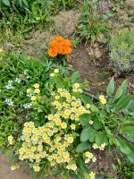 Rundgang im Garten