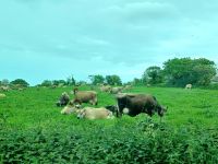 Inselrundfahrt auf Jersey