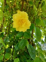 Besuch im  Botanischen Garten Samares Manor