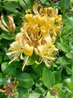 Rundgang auf Guernsey