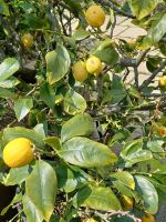 Besuch schöner Gärten 