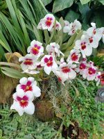 Besuch der Orchideenfarm