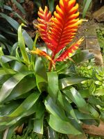 Besuch der Orchideenfarm