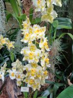 Besuch der Orchideenfarm