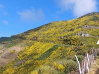 Unser erster Ausflug - überall gelber Ginster
