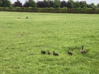 11. Reisetag – Irish National Stud – Irisches Nationalgestüt bei Kildare – Entenmama mit Kindern