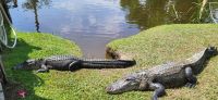 198 Süßwasseralligatoren