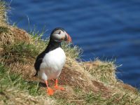 Hurtigruten - Kreuzfahrt MS Spitsbergen - Island - Bkkagerdi