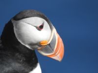 Hurtigruten - Kreuzfahrt MS Spitsbergen - Island - Bkkagerdi