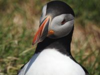 Hurtigruten - Kreuzfahrt MS Spitsbergen - Island - Bkkagerdi