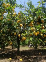 im Zitronengarten während der Führung