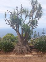 Botanischer Garten: Elefantenfuß