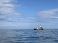 Island - Husavik - Whale watching