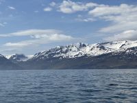 Island - Husavik - Whale watching
