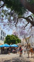 Lagos unter blühenden Jacaranda Bäumen