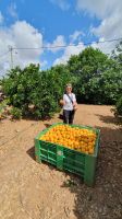 Orangenplantage bei Silves