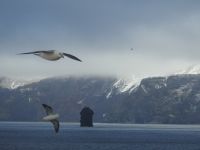 Hurtigruten - MS Spitsbergen - Jan Mayen 
