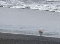 Hurtigruten - MS Spitsbergen - Jan Mayen 