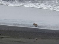 Hurtigruten - MS Spitsbergen - Jan Mayen 