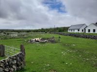 die Border Collies bei der Arbeit