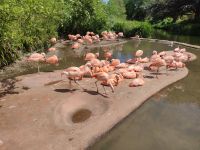 Jersey Zoo