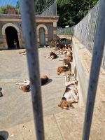 Hundezwinger Cheverny