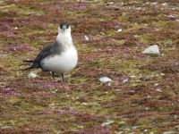 Hurtigruten - MS Spitsbergen  - Spitzbergen 