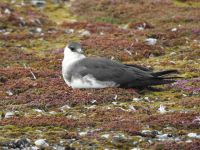 Hurtigruten - MS Spitsbergen  - Spitzbergen 