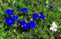 Frühlingsenzian auf dem Vrsic Paß